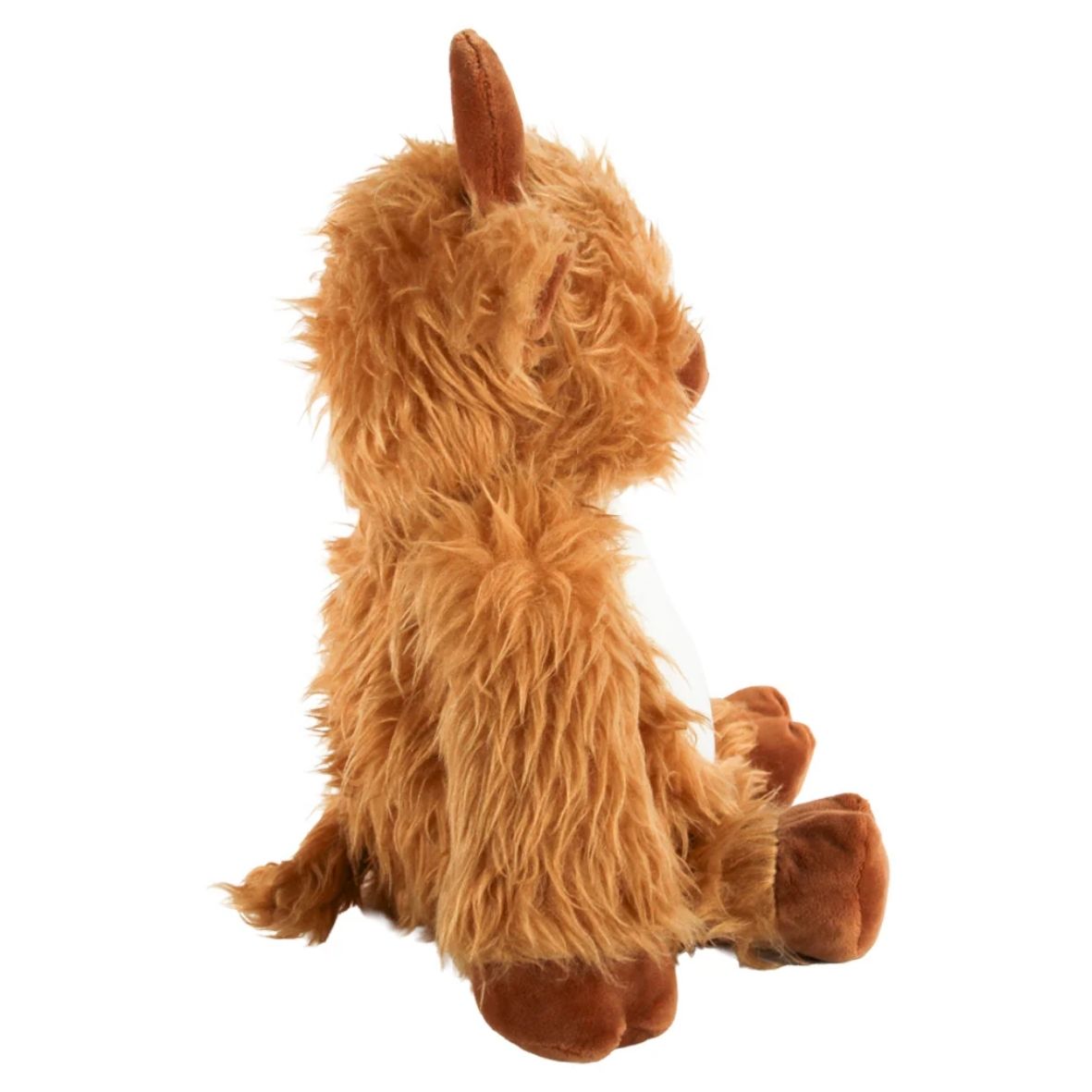 Highland Cow